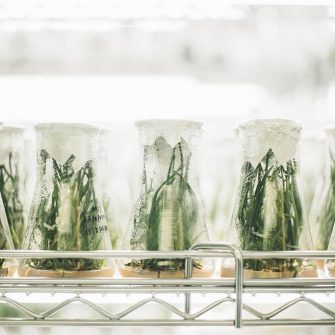 Row of plants in beakers