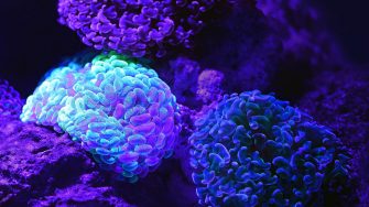 A garden like arrangement of beautiful glowing soft corals in a dark tank at the Cairns Aquarium.